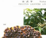 Fructus Ligustri Lucidi Extract