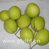 New Crop Fresh Green Shandong Pear