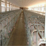 Pig Farm Equipment for Sow and Piglets Farming (JCJX-156)