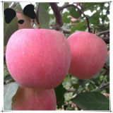 Top Chinese Bulk Fresh Apple Fruit