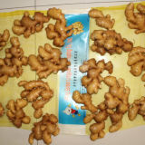 Top Quality Fresh Thin Ginger