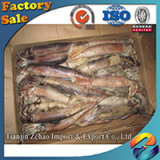 Frozen Argentina Illex Squid Supplier of Seafood