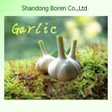 Shandong Garlic Export to Other Countries