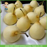 Wholesale High Quality Fresh Asian Pear Fresh Ya Pear