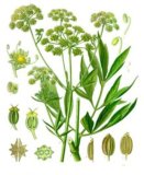 Lovage (Chuanxiong) Oil