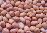Hot Sale Fresh Healthy Non-Gmo Good Quality Roasted Peanut