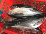 Longtail Fresh Tuna with Blackfin