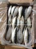 Frozen Big Specification Fresh Sardine Fish