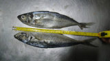 25cm+ Horse Mackerel (Trachurus japonicus)