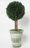 Boxwood Pot Bonsai/Topiary