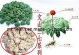 Wholesale High Quality Sanchi Extract (notoginsenosides) 40 PCS/500g