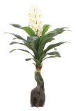 0018 Orchid Tree Export and Hot Selling----SGS Standard