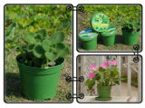 3.5 Inch Biodegradable Planting Pot (904001) 