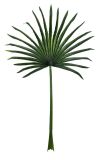 Artificial Plants and Flowers of Fan Palm Leaf 1.4m