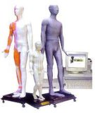 Acupuncture Human Body Model