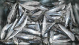 Frozen Trawl Catching Sardine for Canning