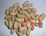 Good Taste Big Size Peanut (Groundnut) in Shell