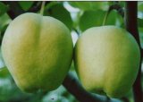 Fresh Early Mature Su Pear