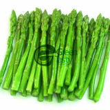 IQF Frozen Vegetables of Green Asparagus Spears