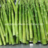 High Quality New Frozen IQF Vegetables Green Asparagus