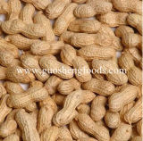 New Crop Chines Roasted Peanut in Shell