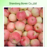 Fresh Gala Apple From Shandong
