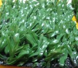 Artificial Grass Plants