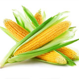 Non-Gmo Yellow Sweet Corn Kernels (Dried Frozen)