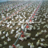 High Quality Automatic Poultry Farming Equipment for Broiler