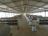 Best Design Steel Structure Poultry House for Customized