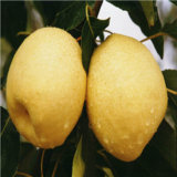 New Crop Golden Fresh Pear for Promotion in China