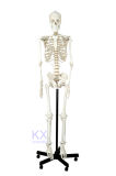 Hight Quality 170cm Articulated Skeleton Model
