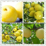 Top Quality Sweet Fresh Pears Fresh Fruit