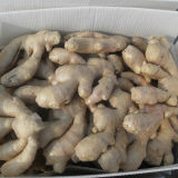 Chinese Air Dry Fat Ginger 250g and up 2014 Crop