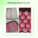 Supply Shandong Fresh Red FUJI Apple