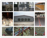Fully Automatic Poultry Layer Farming Equipment for Chicken Farm