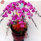 High Quality Beautiful Home Decor Artificial Bonsai Butterfly Orchid (AF-BO)