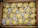 Early Su Pear/Sweet Chinese Fruits