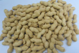 Good Price China Origin Peanut in Shell