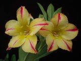 Adenium Obesum Desert Rose - Yellow Petal