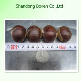 100%Nature Fresh Chestnut From China