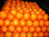 China Supplier Fresh Mandarin Orange