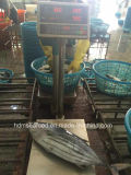 Supply Aquatic Product Skipjack Tuna
