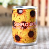 Mini Flower in a Can with Sunflower Seeds