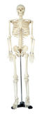85cm Human Skeleton Model (HS-1)