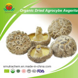 Manufacturer Supplier Organic Dried Agrocybe Aegerita