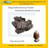 GMP Supply Chaga Mushroom Extract with 10%-40% Polysaccharides