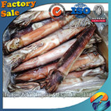 Top Quality of Frozen Illex Squid