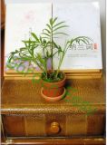 8.2cm Terracotta Planting Pot (001004) 