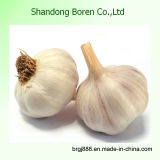 New Crop 4.5cm-6.0cm Fresh Garlic